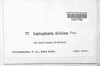 Leptosphaeria doliolum image